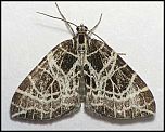 [reticulatum-1.jpg]