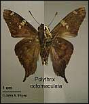 [octomaculata-1.jpg]