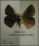 [vulgata-1m.jpg]