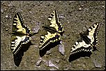 [machaon-a6bmu.jpg]