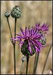 [scabiosa-1xU.jpg]