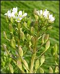 [officinalis-1.jpg]